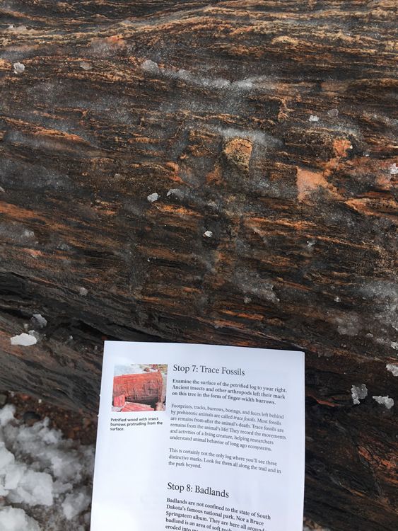 Petrified Forest National Park